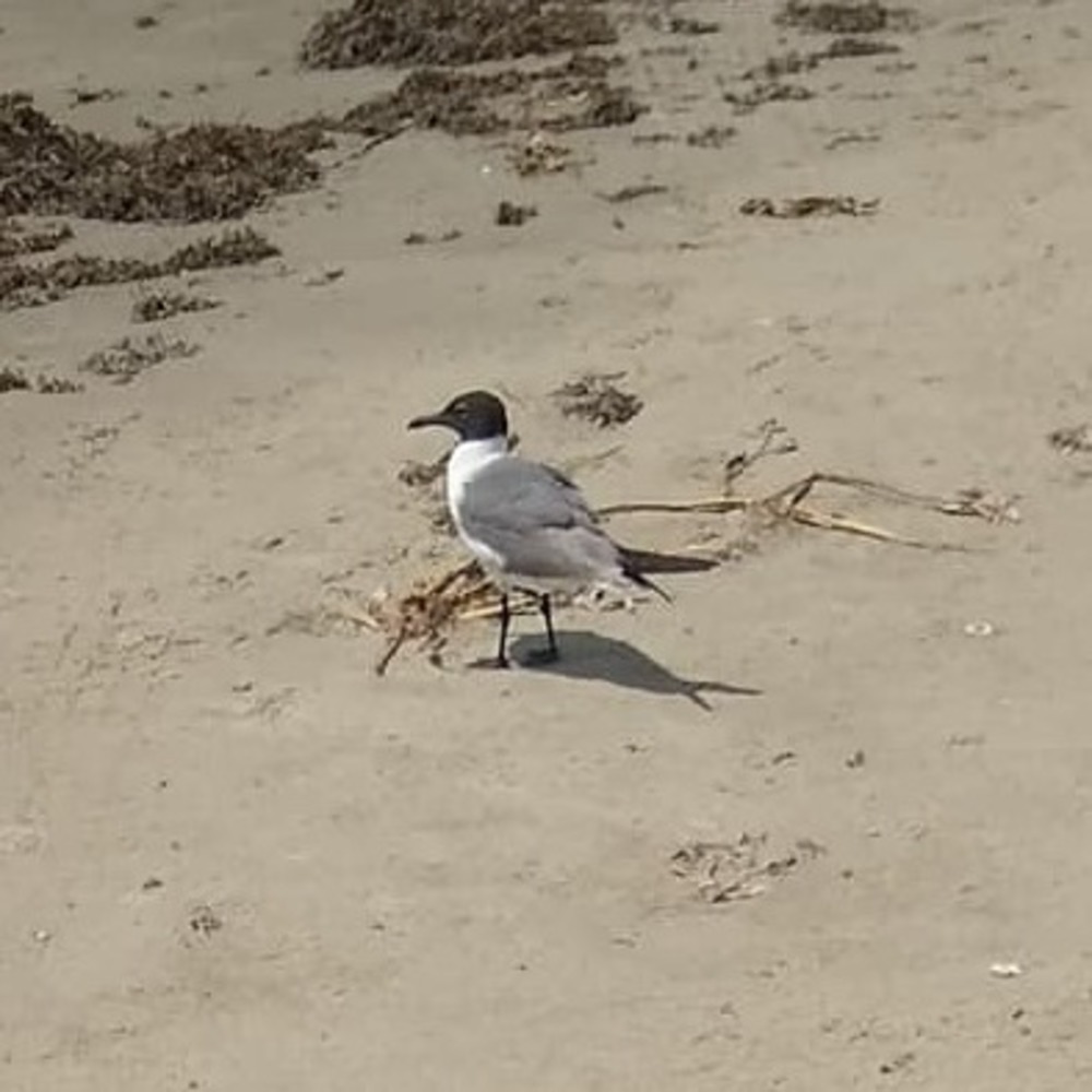 Meet your Posher, Ellen